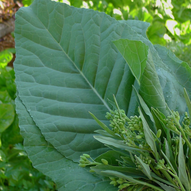 Brassica Carinata Wild Wales Seeds