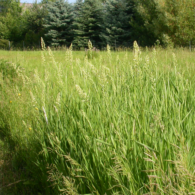 Reed Canary Grass Arundinacea Wild Wales Seeds