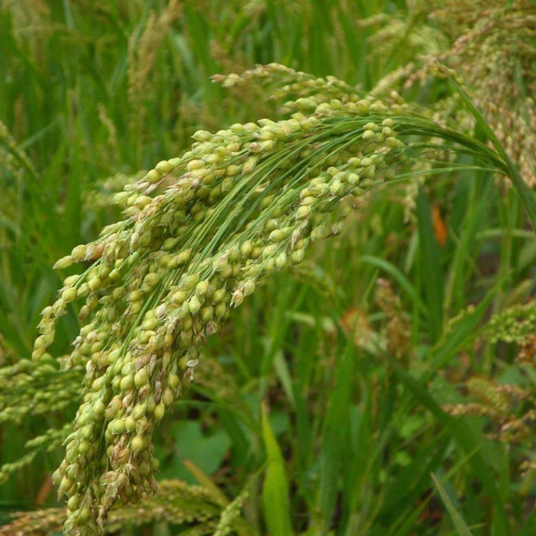 Millet White Wild Wales Seeds