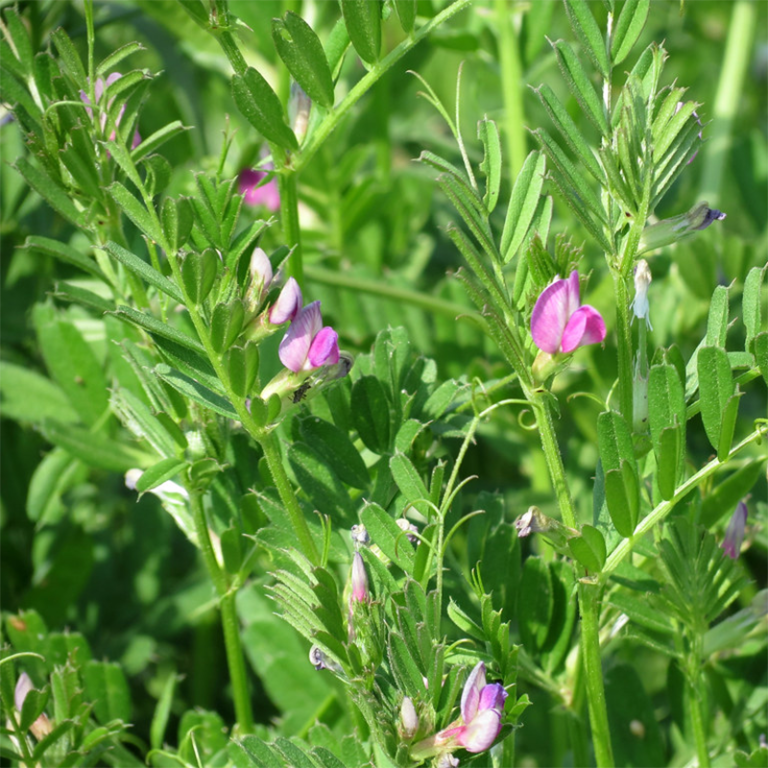 Vetch – Common – Wild Wales Seeds