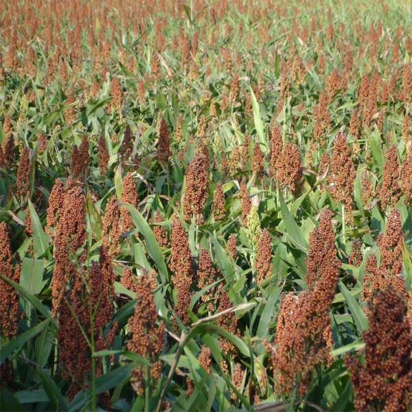 Sorghum Mix
