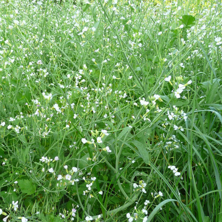 Fodder Radish and Tillage Radish Mix SAM2 Wild Wales Seeds