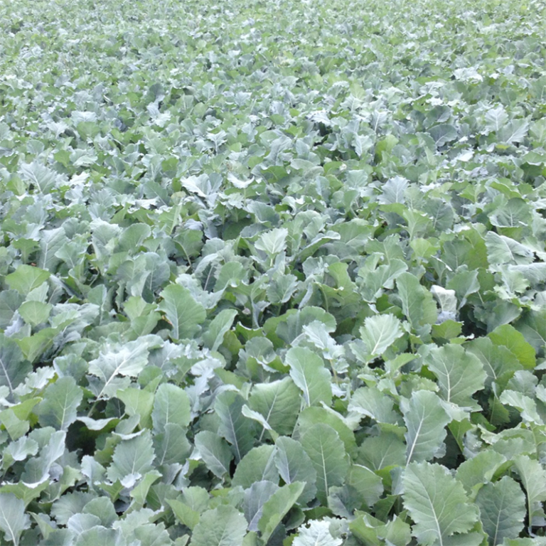 AB13 Brassica Fodder Crop Stubble Turnip Wild Wales Seeds