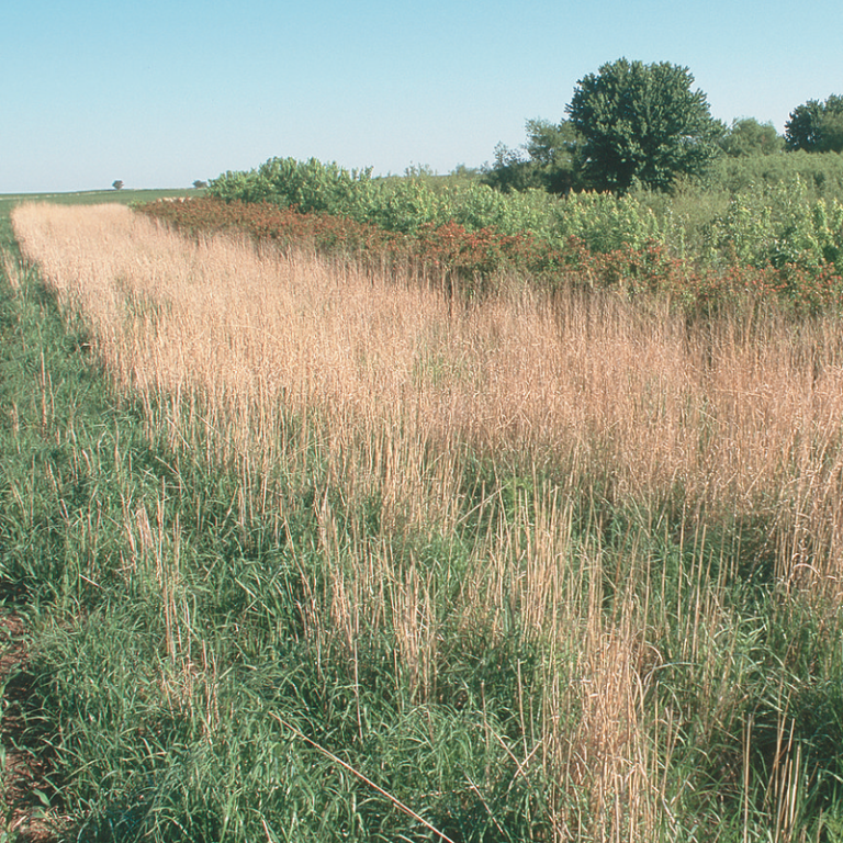 Sw2 Turf Example SW2 4-6 Metre Buffer Strip on Intensive Grassland โ Wild Wales Seeds