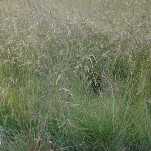 BGM2 without Cocksfoot