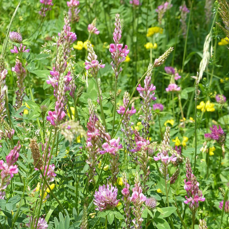 WF1 Wild Flower Mix Wild Wales Seeds