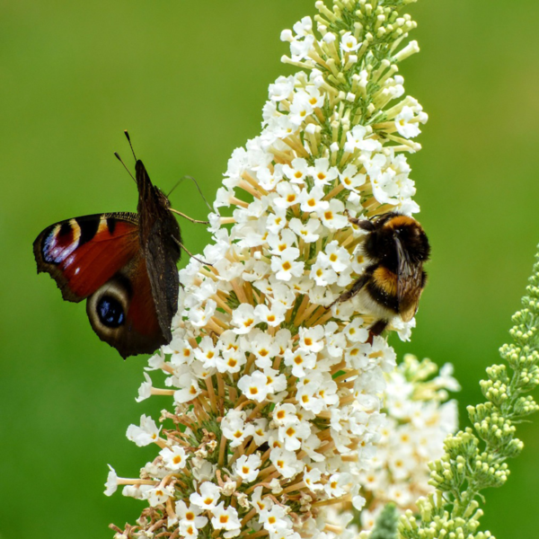 Butterfly and Bumblebee