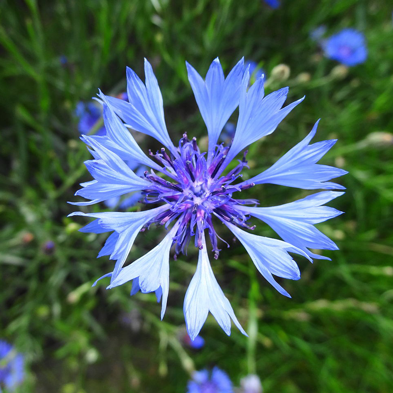 Cornflower (Centaurea Cyanus) Wild Wales Seeds