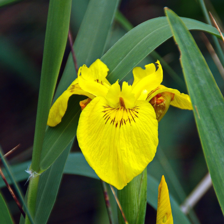 Yellow Flag Iris (Iris Pseudacorus) Wild Wales Seeds