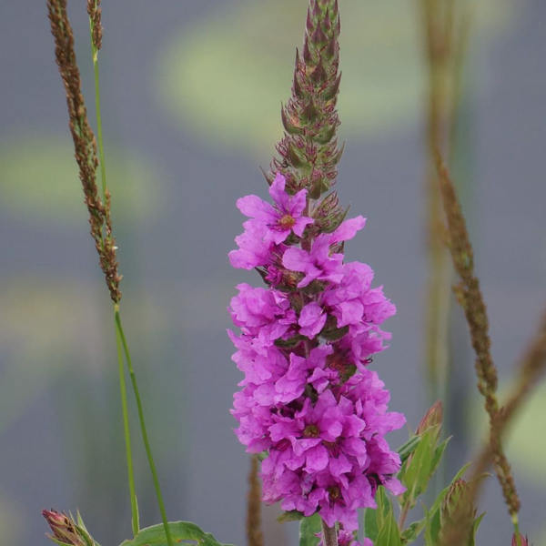 Purple Loosestrife (Lythrum Salicaria)