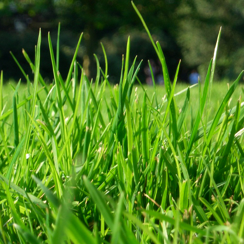 Hard Wearing Grass Seed Wild Wales Seeds