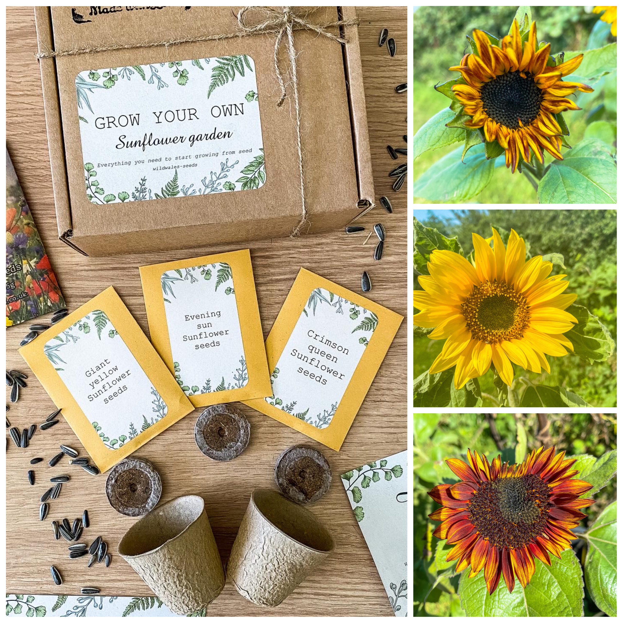 Sunflower Garden – Wild Wales Seeds