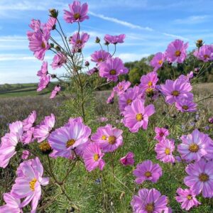 Cosmos bipinnatus Rose