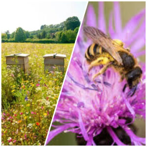 ***NEW*** Bee Friendly 100% Wildflower Mix
