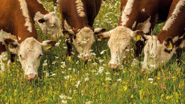Wildflower mix suitable for cattle grazing