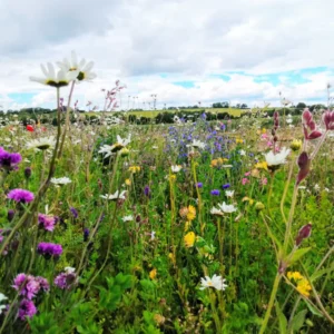 Native Welsh Countryside Wildflower Mix