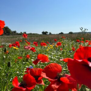 ***NEW FOR 2025*** Cornfield Annual Wildflower Seed 100%